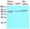 CASP8 And FADD Like Apoptosis Regulator antibody, LS-C93734, Lifespan Biosciences, Western Blot image 