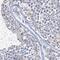 Protein Interacting With Cyclin A1 antibody, PA5-54859, Invitrogen Antibodies, Immunohistochemistry frozen image 