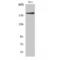 IQ Motif Containing GTPase Activating Protein 1 antibody, LS-C384171, Lifespan Biosciences, Western Blot image 