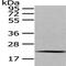 Mediator Complex Subunit 18 antibody, CSB-PA995695, Cusabio, Western Blot image 
