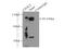 Exocyst Complex Component 2 antibody, 12751-1-AP, Proteintech Group, Immunoprecipitation image 