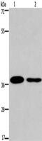 Snail Family Transcriptional Repressor 1 antibody, CSB-PA991705, Cusabio, Western Blot image 