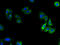 Vomeronasal 1 Receptor 5 (Gene/Pseudogene) antibody, A65978-100, Epigentek, Immunofluorescence image 