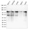 Minichromosome Maintenance Complex Component 7 antibody, GTX34819, GeneTex, Western Blot image 