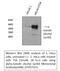 Tubulin Alpha 1b antibody, STJ97537, St John