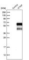 WT1 Associated Protein antibody, NBP1-83040, Novus Biologicals, Western Blot image 