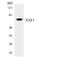 Nuclear RNA Export Factor 1 antibody, LS-C200293, Lifespan Biosciences, Western Blot image 