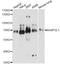 BAI1 Associated Protein 2 Like 1 antibody, A8238, ABclonal Technology, Western Blot image 