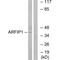 ADP Ribosylation Factor Interacting Protein 1 antibody, A09689, Boster Biological Technology, Western Blot image 