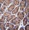 Prefoldin Subunit 5 antibody, LS-C163535, Lifespan Biosciences, Immunohistochemistry frozen image 