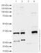 Distal-Less Homeobox 2 antibody, ab30339, Abcam, Western Blot image 