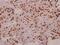 Transcription Elongation Factor A Like 1 antibody, PA5-36612, Invitrogen Antibodies, Immunohistochemistry frozen image 