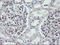 Kinesin Family Member 25 antibody, LS-C174328, Lifespan Biosciences, Immunohistochemistry paraffin image 