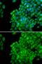 MAA antibody, GTX64672, GeneTex, Immunofluorescence image 