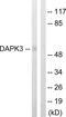 Death Associated Protein Kinase 3 antibody, LS-C117877, Lifespan Biosciences, Western Blot image 