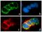 Integrin Subunit Alpha 6 antibody, 710209, Invitrogen Antibodies, Immunofluorescence image 