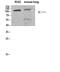 ATPase Na+/K+ Transporting Subunit Alpha 1 antibody, A00956Y260, Boster Biological Technology, Western Blot image 