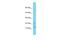 TAFA Chemokine Like Family Member 1 antibody, A17384, Boster Biological Technology, Western Blot image 