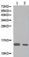 Phospholipase A2 Group IIA antibody, TA323702, Origene, Western Blot image 