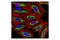 Cytochrome C Oxidase Subunit 4I1 antibody, 4850T, Cell Signaling Technology, Immunocytochemistry image 