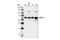 Heat shock protein 70 antibody, 4872S, Cell Signaling Technology, Western Blot image 