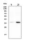 Annexin A2 antibody, PA1348, Boster Biological Technology, Western Blot image 