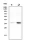 Annexin-2 antibody, PA1348, Boster Biological Technology, Western Blot image 