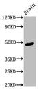 Ameloblastin antibody, LS-C673840, Lifespan Biosciences, Western Blot image 