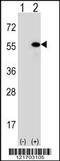 DnaJ Heat Shock Protein Family (Hsp40) Member A1 antibody, 62-070, ProSci, Western Blot image 