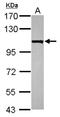 ER Membrane Protein Complex Subunit 1 antibody, NBP2-17044, Novus Biologicals, Western Blot image 