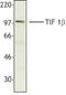 Tripartite Motif Containing 28 antibody, LS-C41046, Lifespan Biosciences, Western Blot image 