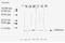 Fibroblast Growth Factor 2 antibody, GTX18634, GeneTex, Western Blot image 
