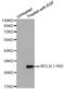 BCL2 Like 1 antibody, STJ22039, St John