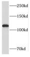 Ras-associating and dilute domain-containing protein antibody, FNab07084, FineTest, Western Blot image 