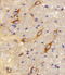 Cannabinoid Receptor 2 antibody, LS-C168348, Lifespan Biosciences, Immunohistochemistry paraffin image 