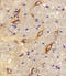 rCB2 antibody, LS-C168348, Lifespan Biosciences, Immunohistochemistry paraffin image 