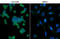 Leucine Rich Repeat Containing G Protein-Coupled Receptor 5 antibody, GTX130204, GeneTex, Immunofluorescence image 