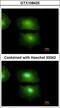 Pro-interleukin-16 antibody, LS-C185986, Lifespan Biosciences, Immunocytochemistry image 