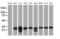 SEN1 antibody, MA5-26430, Invitrogen Antibodies, Western Blot image 