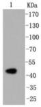 Caspase 2 antibody, NBP2-67333, Novus Biologicals, Western Blot image 