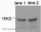 GABA Type A Receptor Associated Protein Like 1 antibody, ab86497, Abcam, Western Blot image 