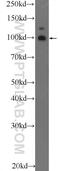 Teashirt homolog 3 antibody, 25018-1-AP, Proteintech Group, Western Blot image 