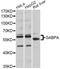 GA Binding Protein Transcription Factor Subunit Alpha antibody, LS-C747435, Lifespan Biosciences, Western Blot image 