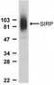 Signal Regulatory Protein Alpha antibody, NBP1-77045, Novus Biologicals, Western Blot image 