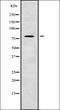 Natural Cytotoxicity Triggering Receptor 2 antibody, orb338473, Biorbyt, Western Blot image 
