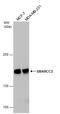 SWI/SNF Related, Matrix Associated, Actin Dependent Regulator Of Chromatin Subfamily C Member 2 antibody, GTX114778, GeneTex, Western Blot image 