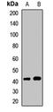 Fukutin-related protein antibody, LS-C668535, Lifespan Biosciences, Western Blot image 