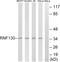 Ring Finger Protein 130 antibody, LS-C120498, Lifespan Biosciences, Western Blot image 