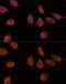 Importin 8 antibody, GTX66280, GeneTex, Immunocytochemistry image 