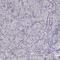 ELL-associated factor 2 antibody, PA5-52557, Invitrogen Antibodies, Immunohistochemistry frozen image 